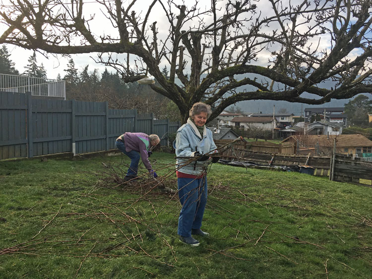 pruning pear tree