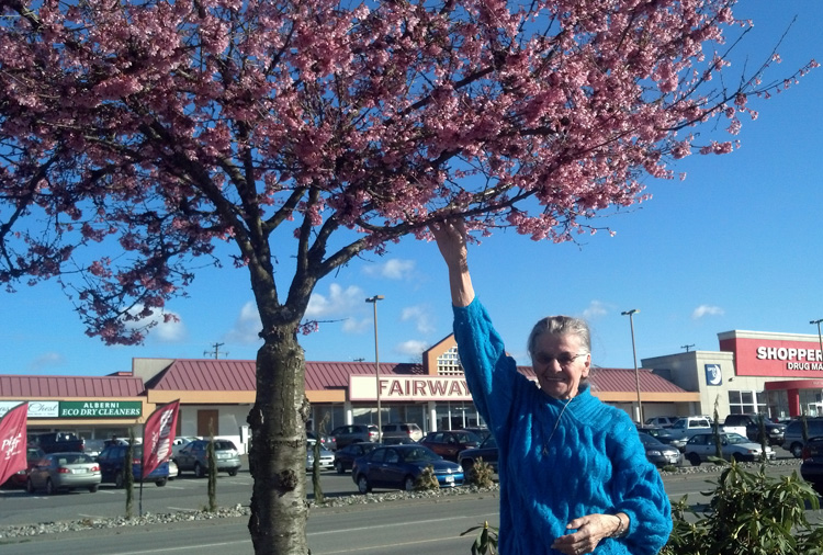 cherry blossoms