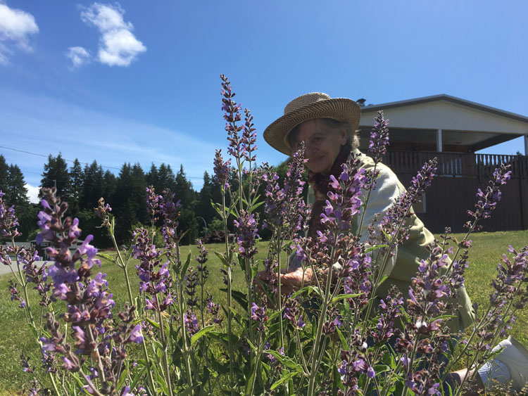 admiring my russian sage