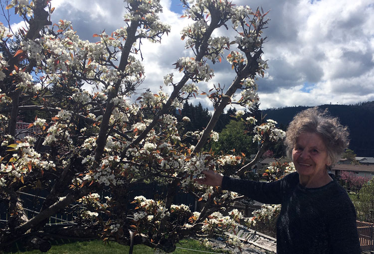 asian pear blossoms