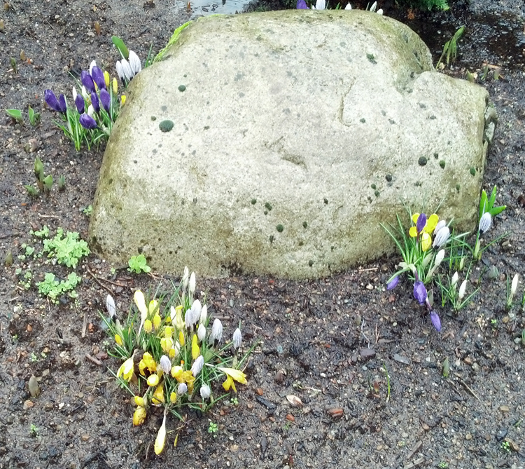 crocuses are back