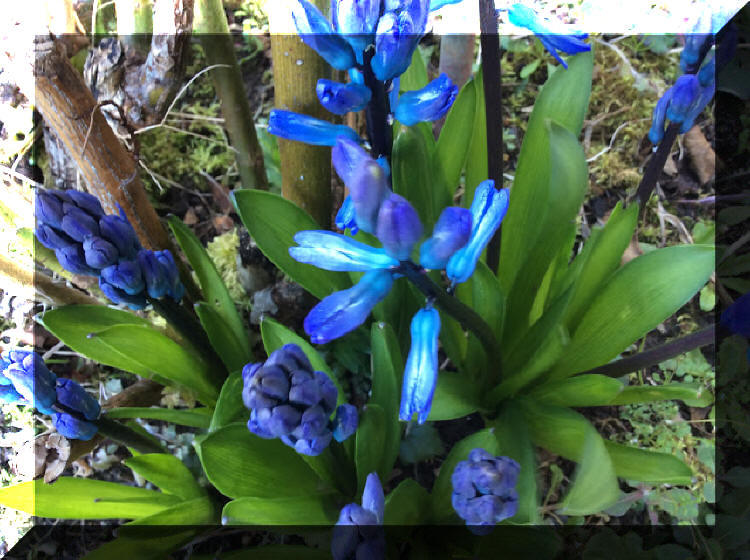 hyacinths