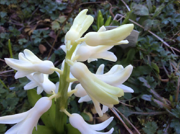 more hyacinths