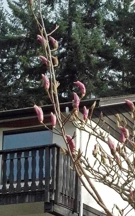 magnolia buds