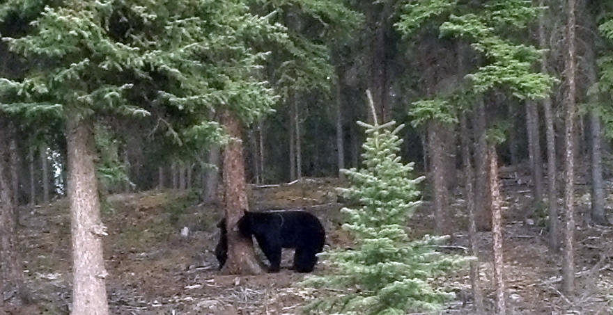 mama bear & cub