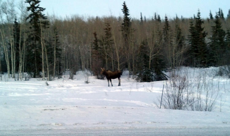 moose snow