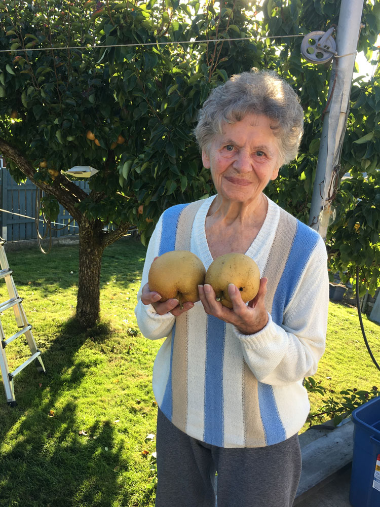 big asian pears