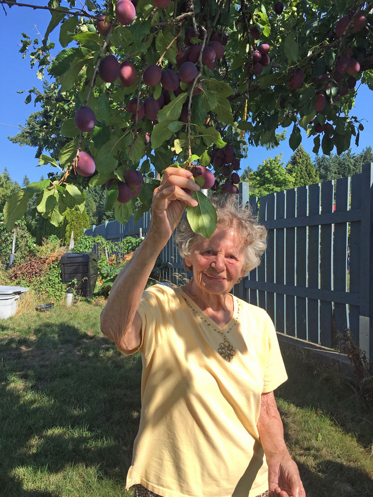 picking plums