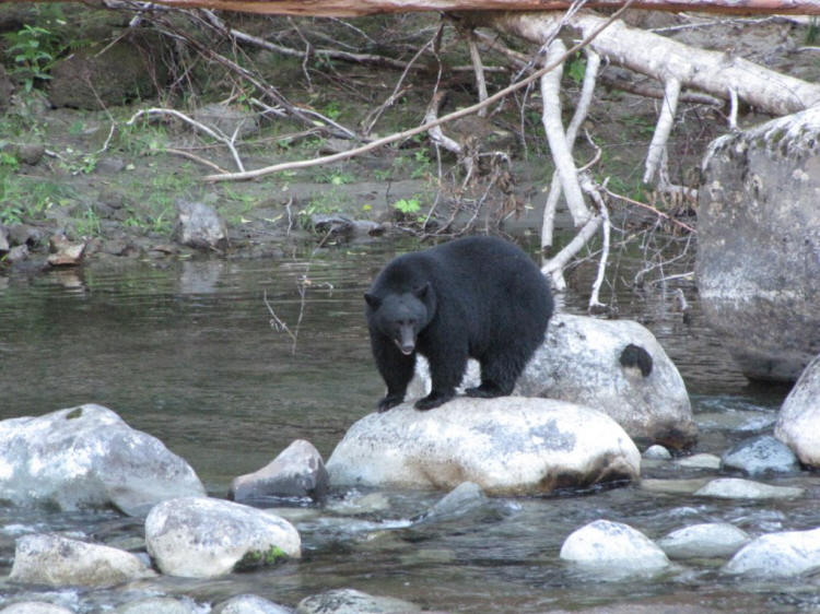 stamp falls bear chasing salmon