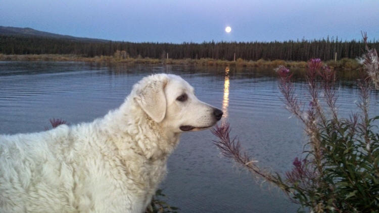 supermoon & frosty